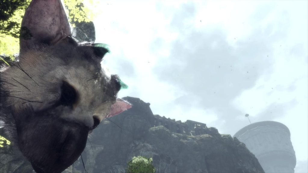 Trico Photobomb